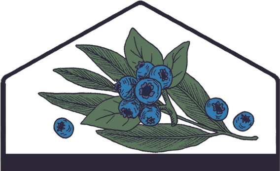 Blueberry Sagecocktail Shrub - Blueberry (605x350), Png Download