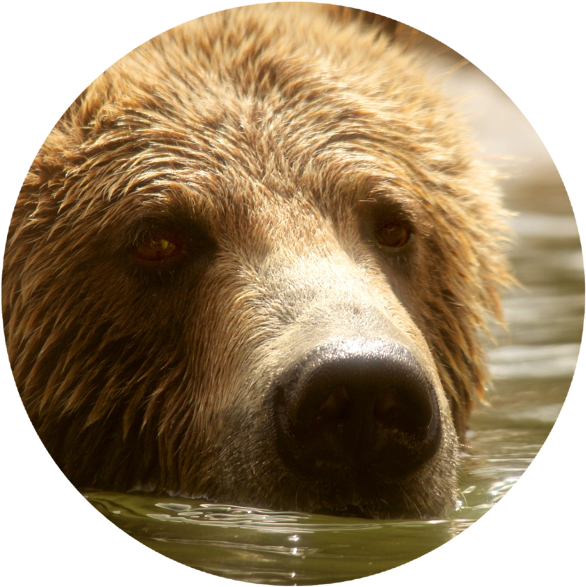 The Report Of The Board Of Inquiry Presents The Current - Alaska Peninsula Brown Bear (1160x835), Png Download