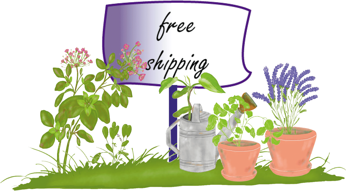 Free Shipping - Flowerpot (1388x766), Png Download