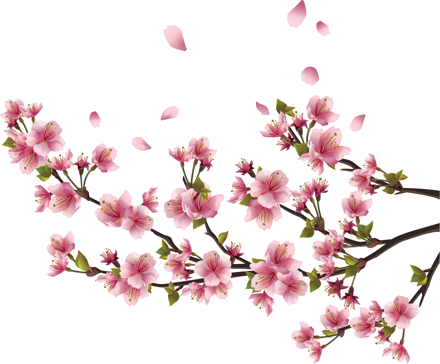 Adesivo De Parede Flor De Cerejeira Sakura - P 94x64cm (1527x1262), Png Download
