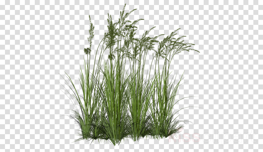 Plants Png Clipart Flowering Pot Plants Shrub - Swamp Plants Png (900x520), Png Download