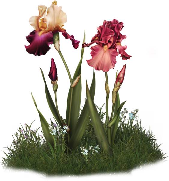 Png Free Amaryllis Drawing Halloween - Flower (576x600), Png Download