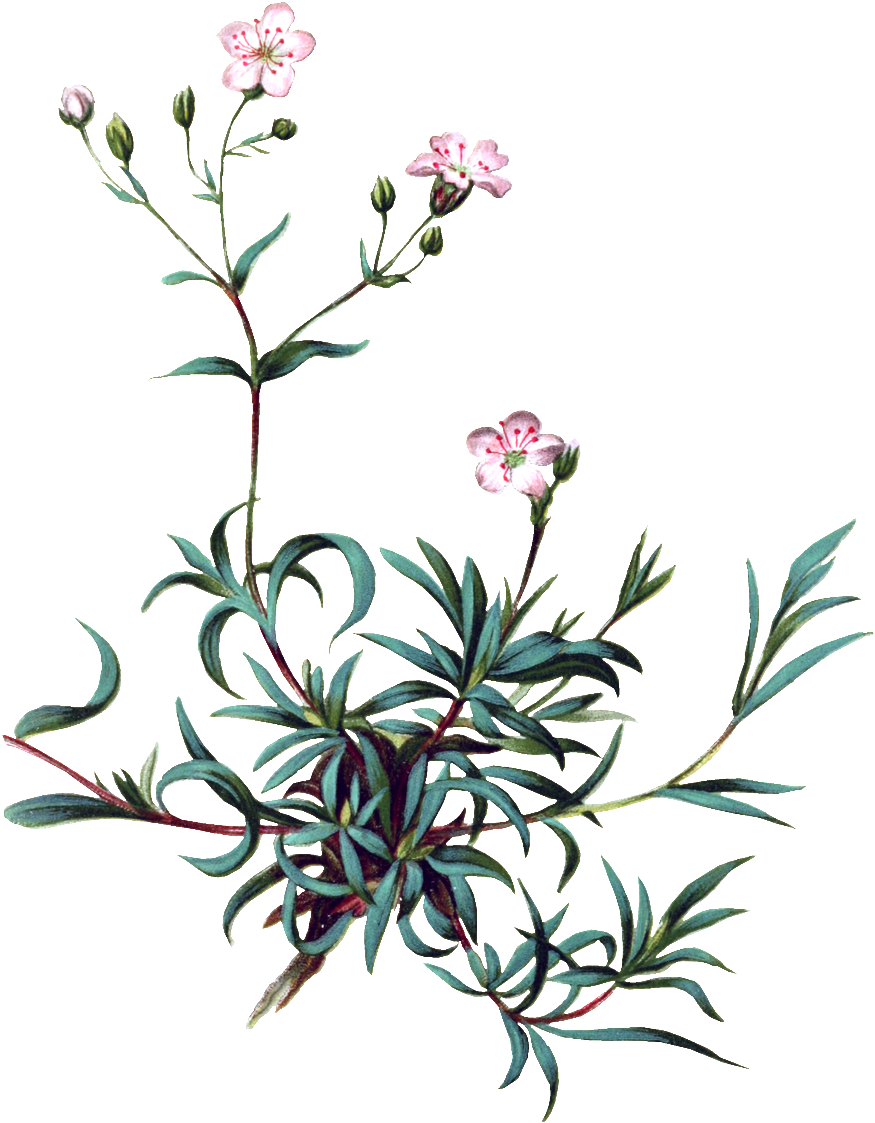 Pintado A Mano De Vivid Flor Planta Flores Png Transparente - Baby Breath Flower Clipart (1024x1280), Png Download