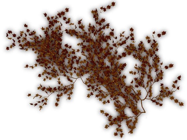 09 317k Creepers Dry G 06 Feb 2009 - Brown Vines Png (640x480), Png Download