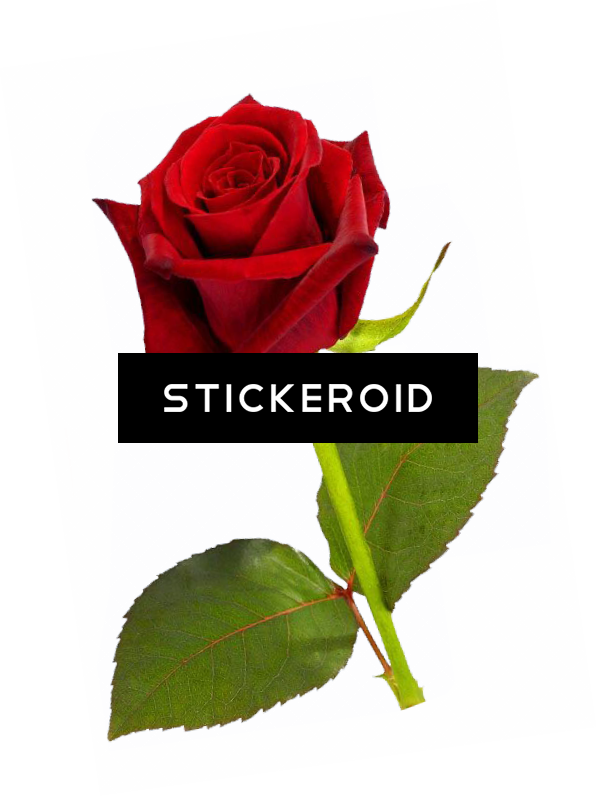 Designer Round Shiny White Watch Valentine Gift - Valentine (597x796), Png Download