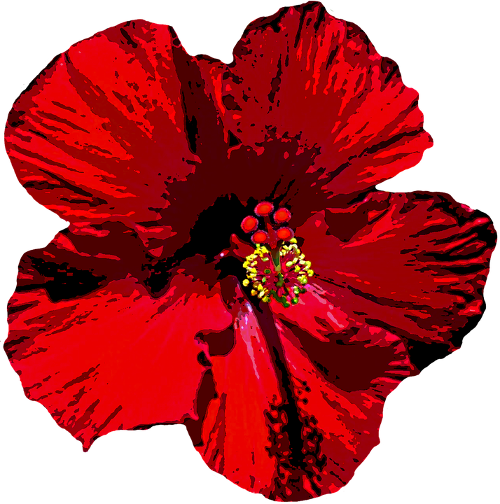 Hibiscus Clipart Bloom - Мальва Пнг (714x720), Png Download