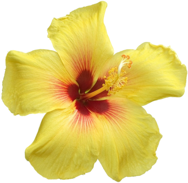 Yellow Hibiscus - Big Yellow Flowers Png (650x640), Png Download