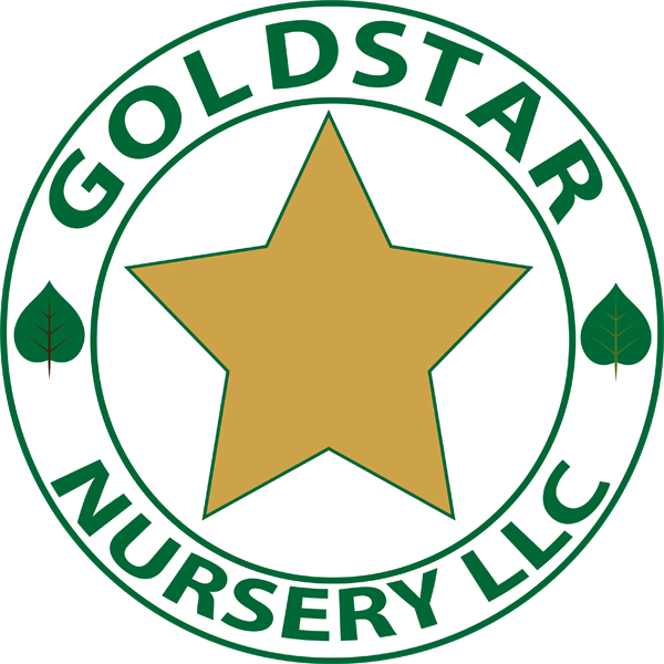 Gold Star Nursery - Product (600x600), Png Download