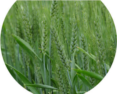 Downloads - Wyalkatchem (400x300), Png Download