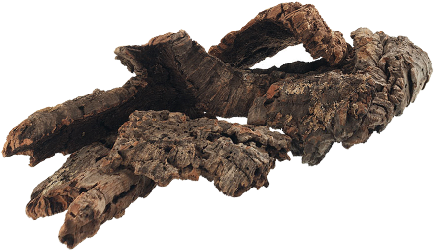 Roots, 3, Photoshop, Plants - Fantasy Root Plant (900x540), Png Download