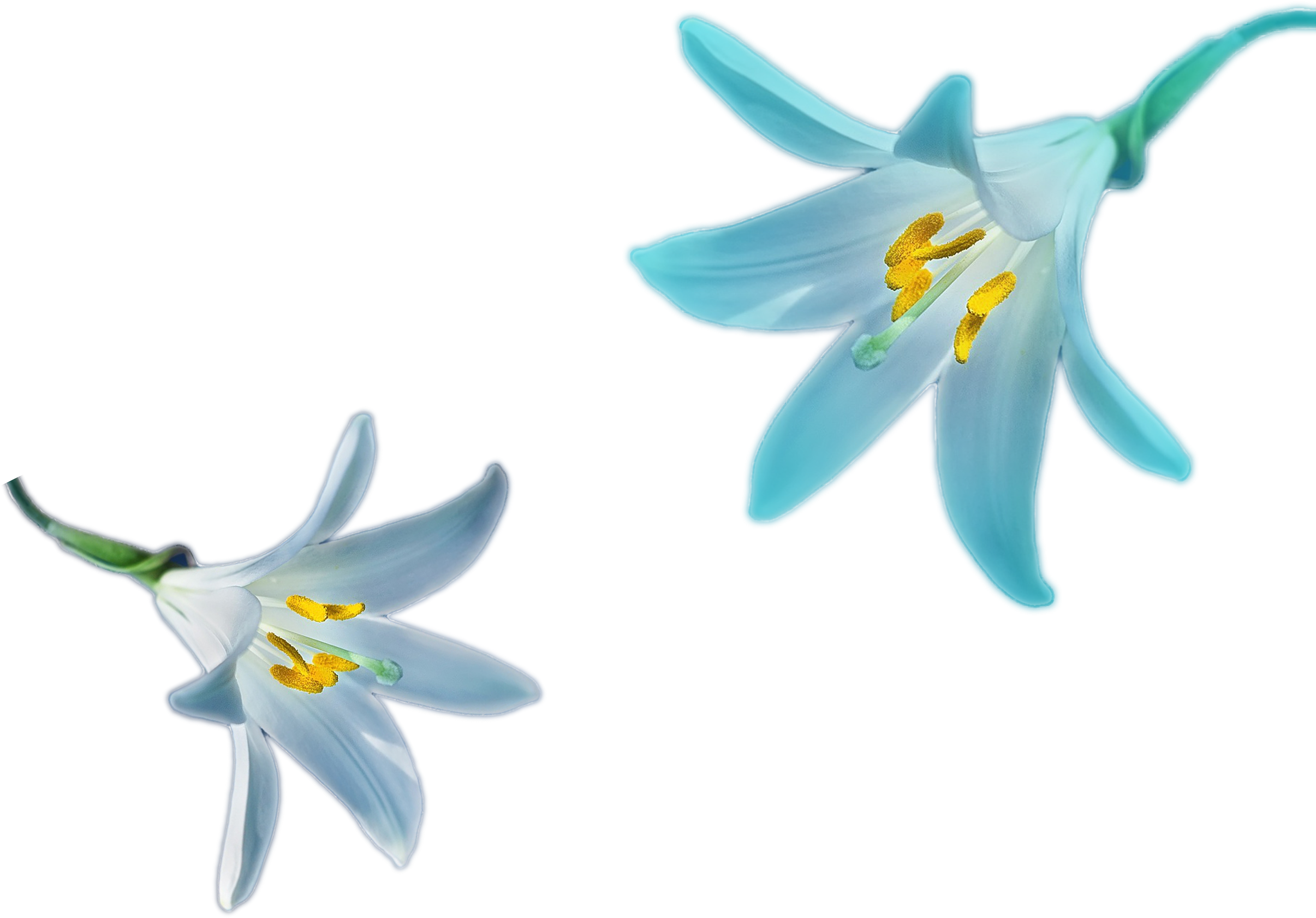 Blur Lily Flower Png Blur Color Nature Png File Png - Perfectlybloomed Real Floral Jewelry, Real Flower Jewelry, (3000x2000), Png Download