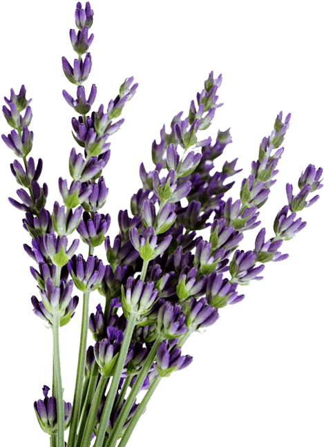 Lavender For Sale - Kerstin Florian Lavender Dreams Experience (552x646), Png Download
