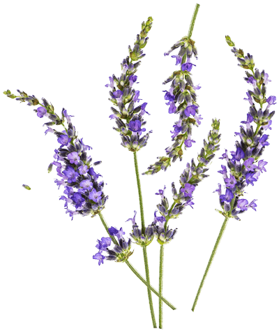 Lavender - Lavender Png (400x474), Png Download