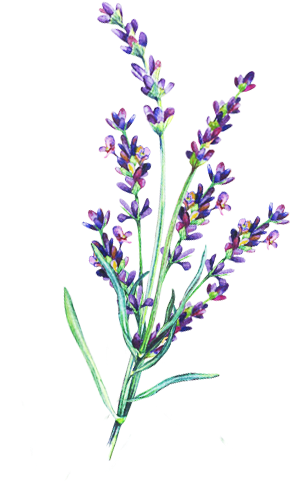 Lavender Essential Oil - Lavender Stem Transparent Png (339x480), Png Download