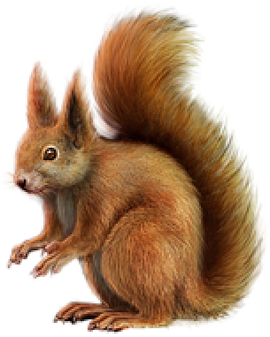 Squirrel Png, Download Png Image With Transparent Background, - Everybody Would Love To Be A Toucan Art Print - Mini (400x400), Png Download