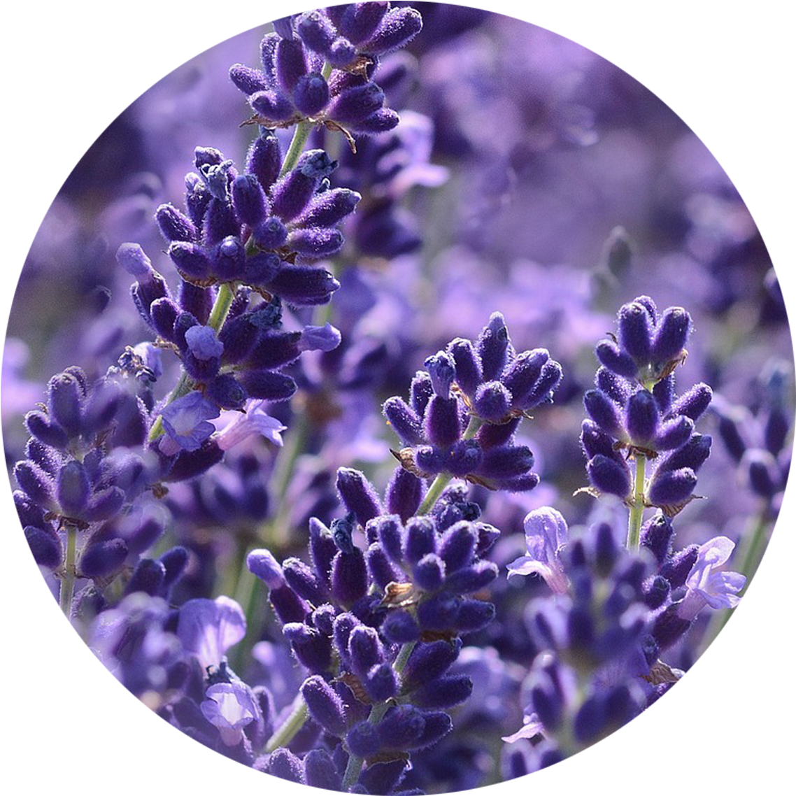 Essential Oils - - Honey: The Nature's Gold [book] (1144x1144), Png Download