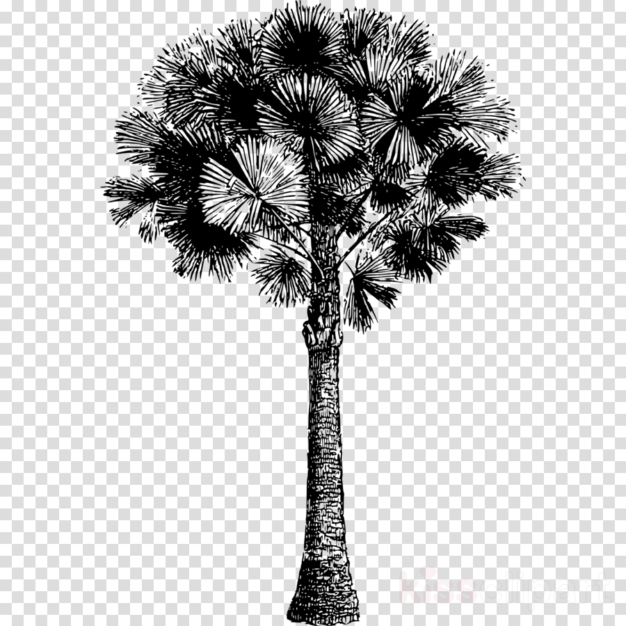 Download Freepost Clipart Asian Palmyra Palm Palm Trees - Blutflecken (900x900), Png Download