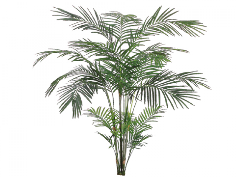 7' Tropical Areca Palm X4 With 705 Leaves - Silk Plants Direct Areca Palm Tree - Green - Pack Of (800x800), Png Download