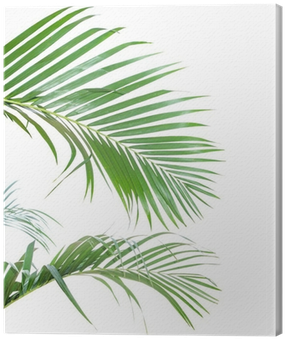 Palm Trees (400x400), Png Download