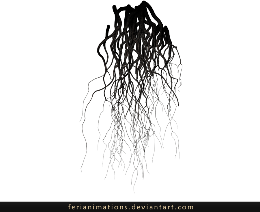 Download Transparent Roots Transparent Png Transparent Background