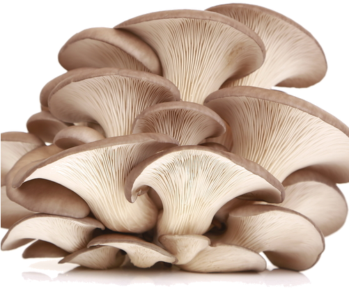 Oyster Mushroom (500x500), Png Download