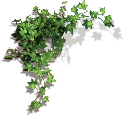 Christmas Garland Border Png - Висячий Цветы Пнг (404x376), Png Download