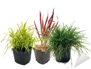 Phalaris , Imperata, Sesleria Sticker • Pixers® • We - Grasses (400x400), Png Download