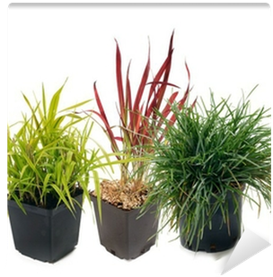 Phalaris , Imperata, Sesleria Wall Mural • Pixers® - Grasses (400x400), Png Download