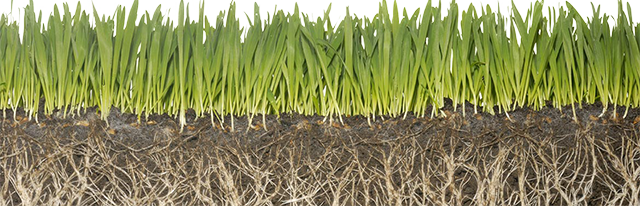 Lawn Care Program Image - Food And Agriculture Security (640x206), Png Download