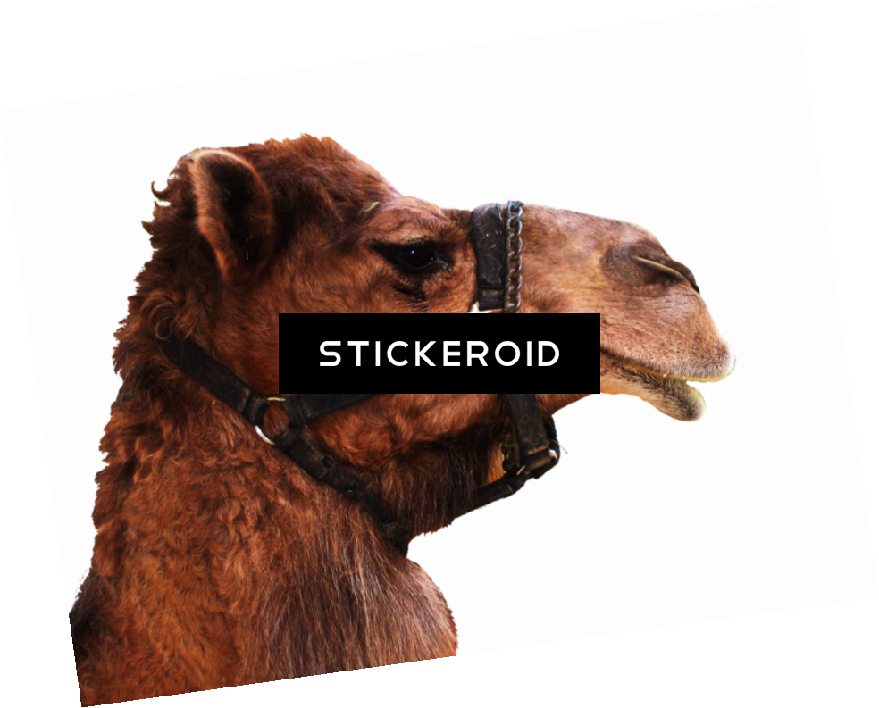 Camel - Arabian Camel (984x793), Png Download