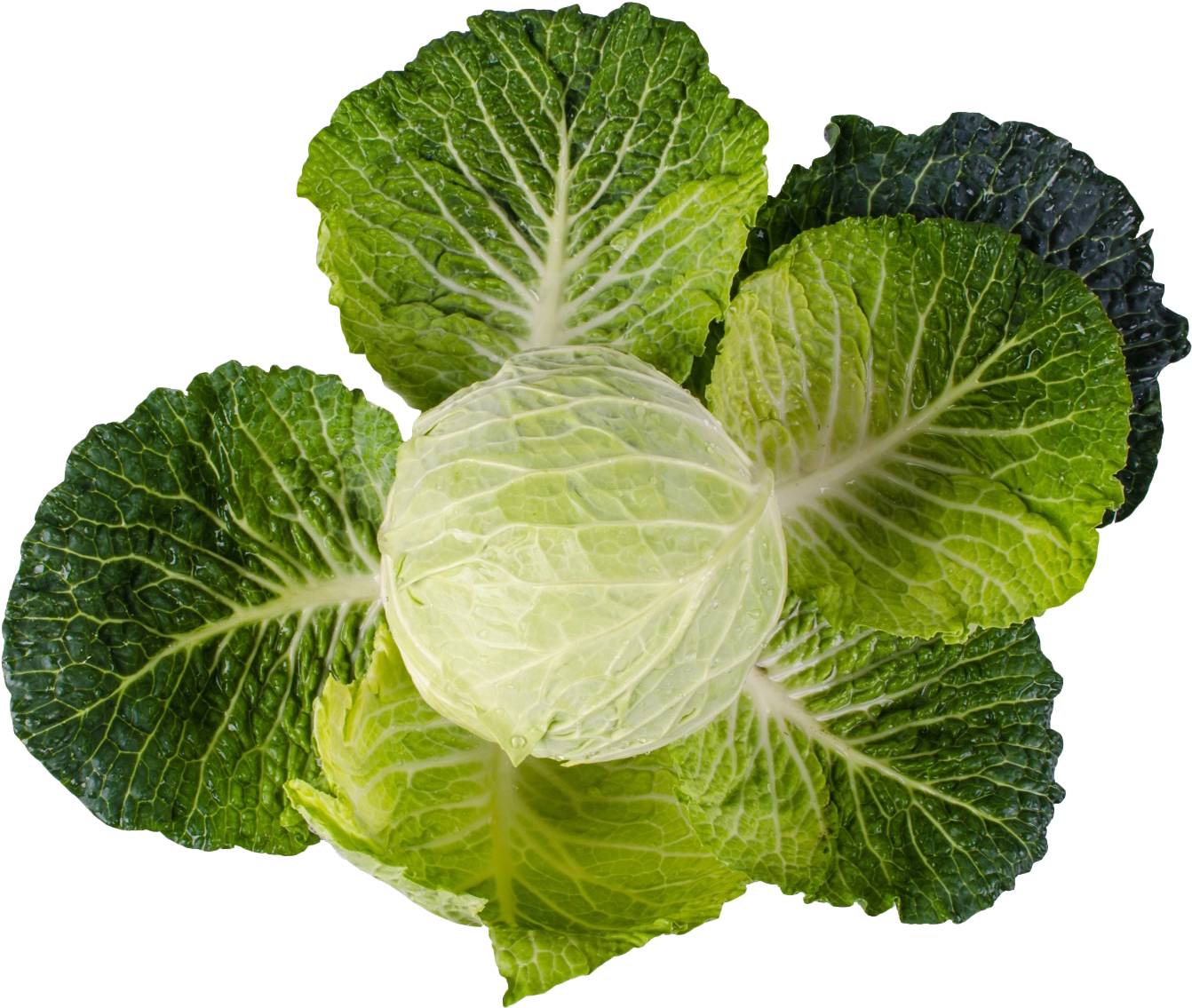 Cabbage Png Image2 - Cabbage (1024x768), Png Download