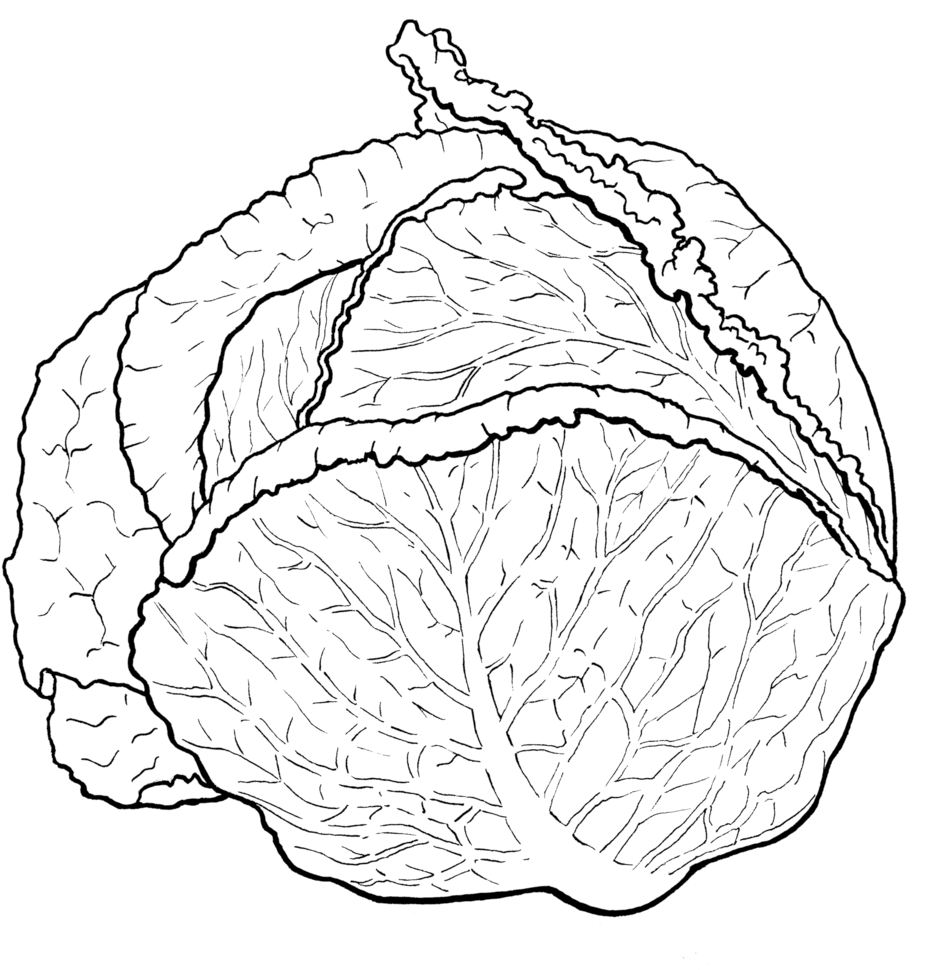 Cabbage - Vegetable (1000x983), Png Download