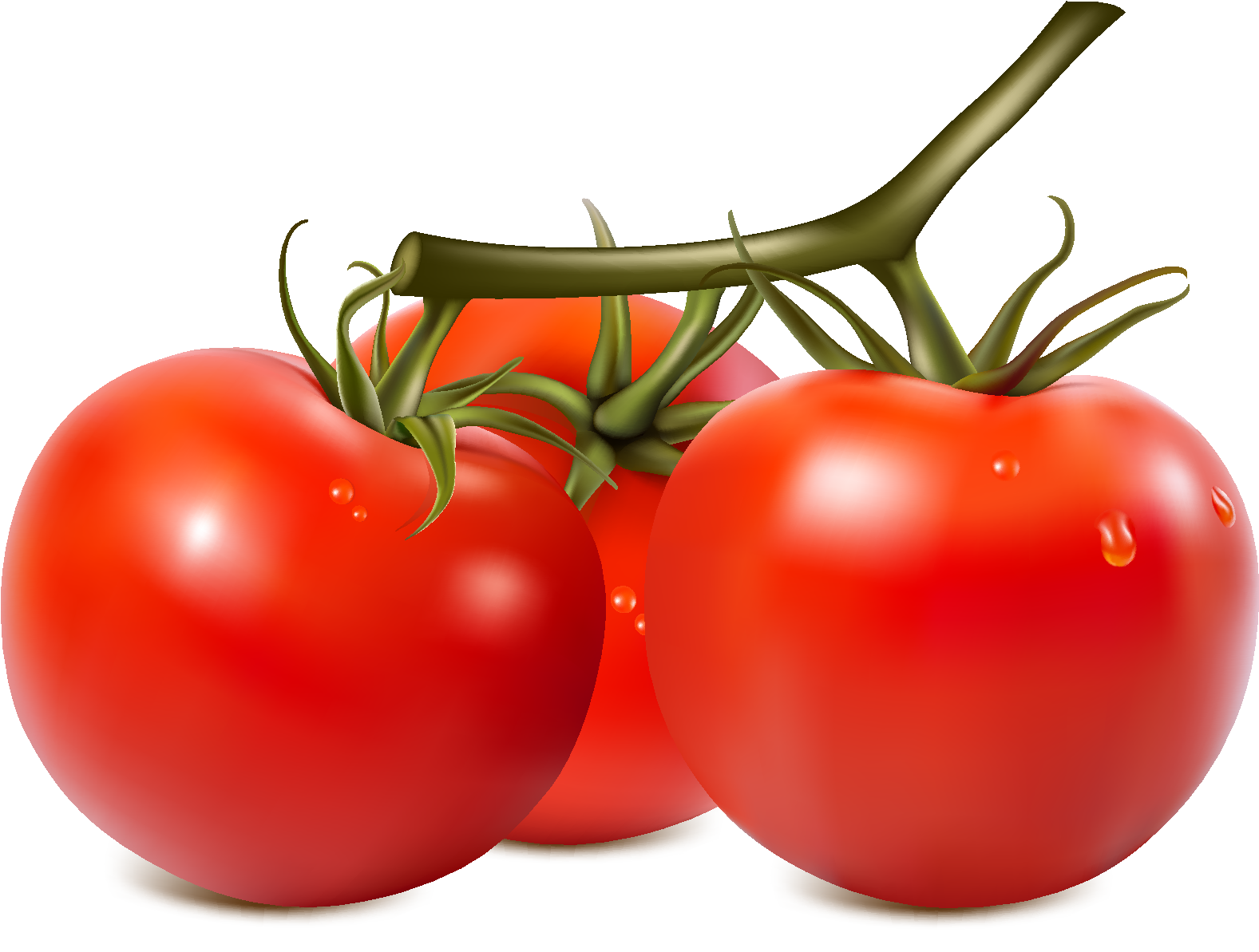 Fresh Organic Vegetable Tomato Vector - Tomato Vector (2126x1654), Png Download