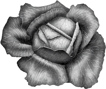 Cabbage (600x300), Png Download