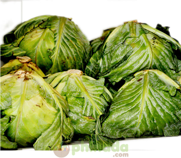 Phinada Cabbage - Iceburg Lettuce (601x601), Png Download