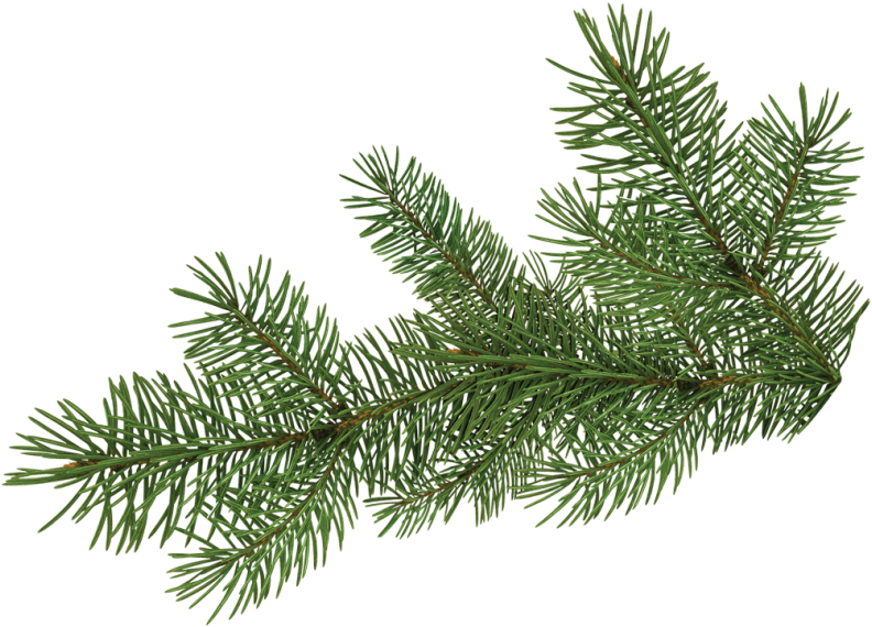 Pine Tree Branch - Portable Network Graphics (866x650), Png Download
