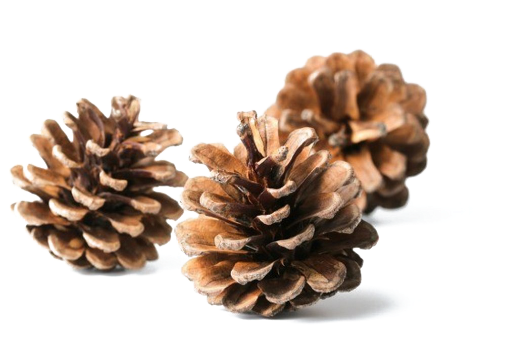 Pine Cone Download Transparent Png Image - Conifer Cone (1083x720), Png Download