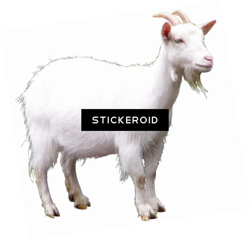 Goat (1030x988), Png Download