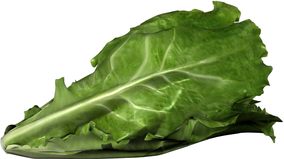 Download Cdc Investigating E Romaine Lettuce E Coli Outbreak Full
