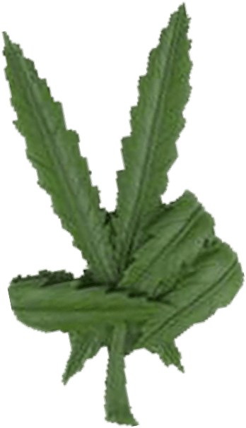 In Fact The Average Cannabis Customer Is Not What You - Pot Leaf (722x722), Png Download