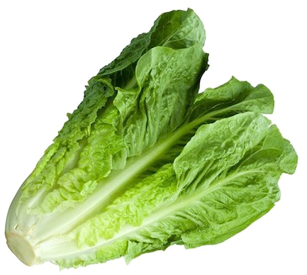Romaine Lettuce Png Image With Transparent Background - Green Giant Iceberg Lettuce (500x500), Png Download