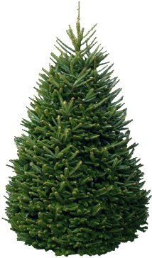 Christmas Tree Package - Fraser Fir Christmas Trees (364x364), Png Download