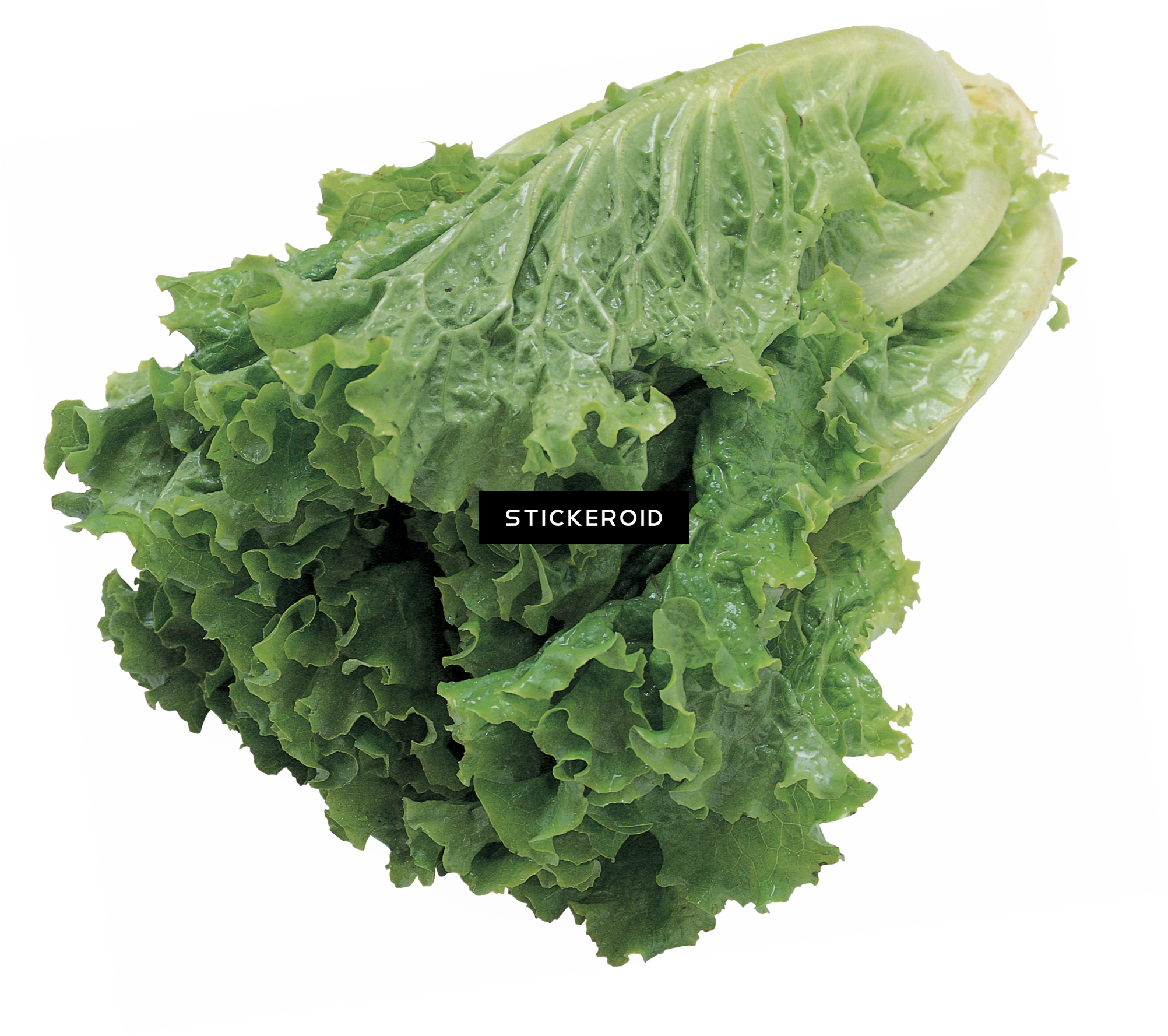 Salad Vegetables - Butter Lettuce Vegetable Seeds (2004x1777), Png Download