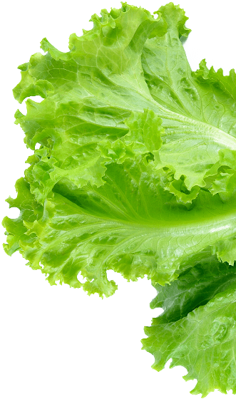 Footer Salmon Footer Lettuce Foote Bottom - Lettuce (331x560), Png Download