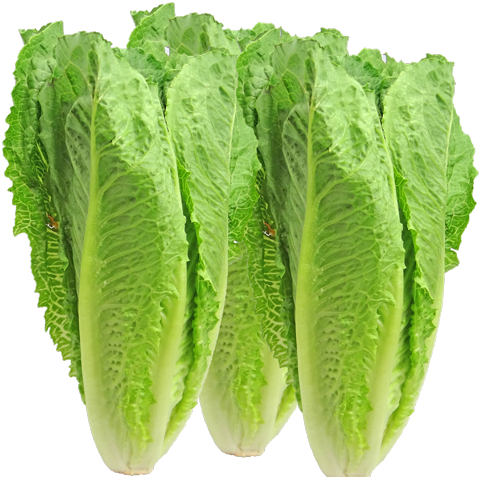 So Why Don't We Have Better Traceability In 2018 The - Romaine Lettuce (500x476), Png Download