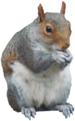 Squirrel Png - Portable Network Graphics (400x400), Png Download
