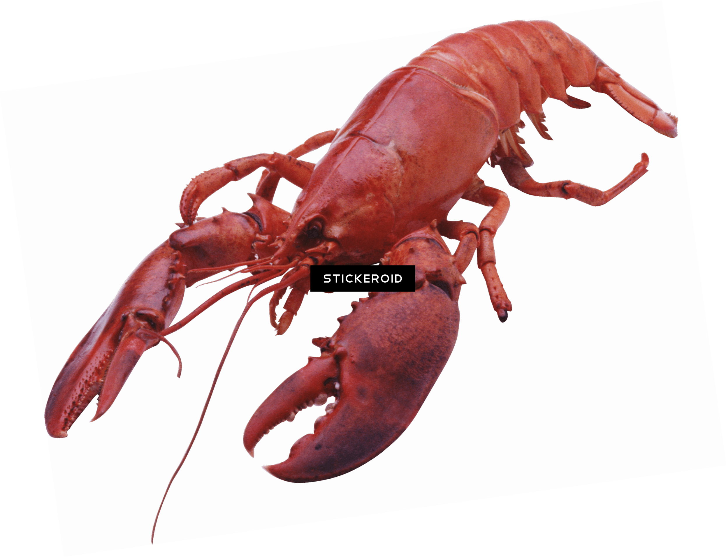 Lobster Large Front - Lobster Transparent Background (2491x1912), Png Download