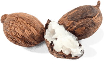 Shea Butter - Shea Butter Tree Png (414x294), Png Download