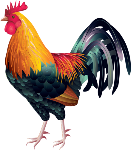 13 - Rooster Vector Free Download (439x500), Png Download