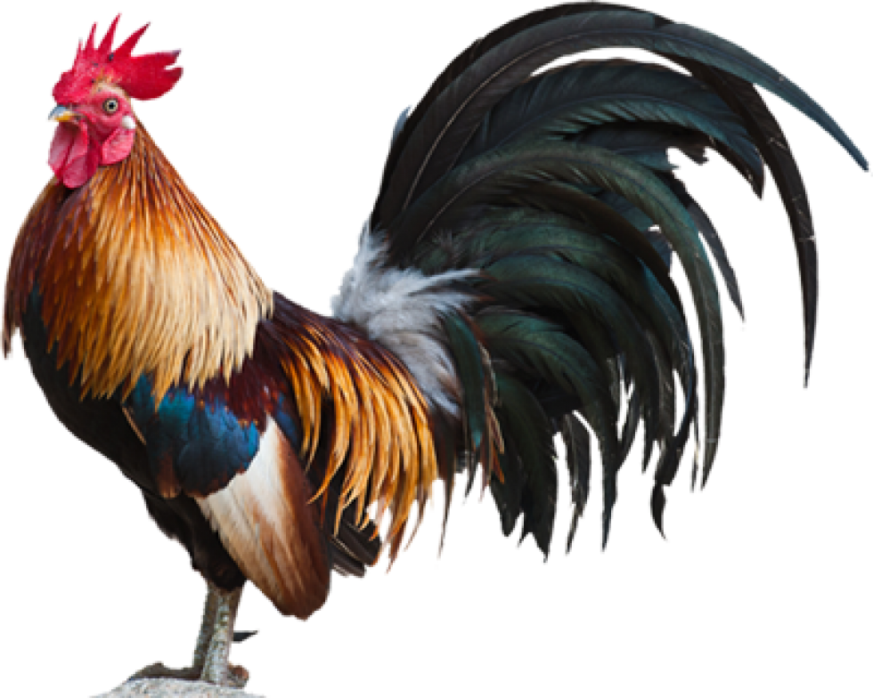 Download Rooster Dreams Meaning Rooster Png Full Size PNG Image